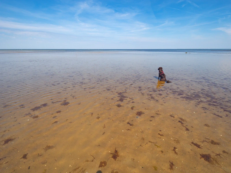 Hund sitzt im flachen Wasser an einem Ostseestrand