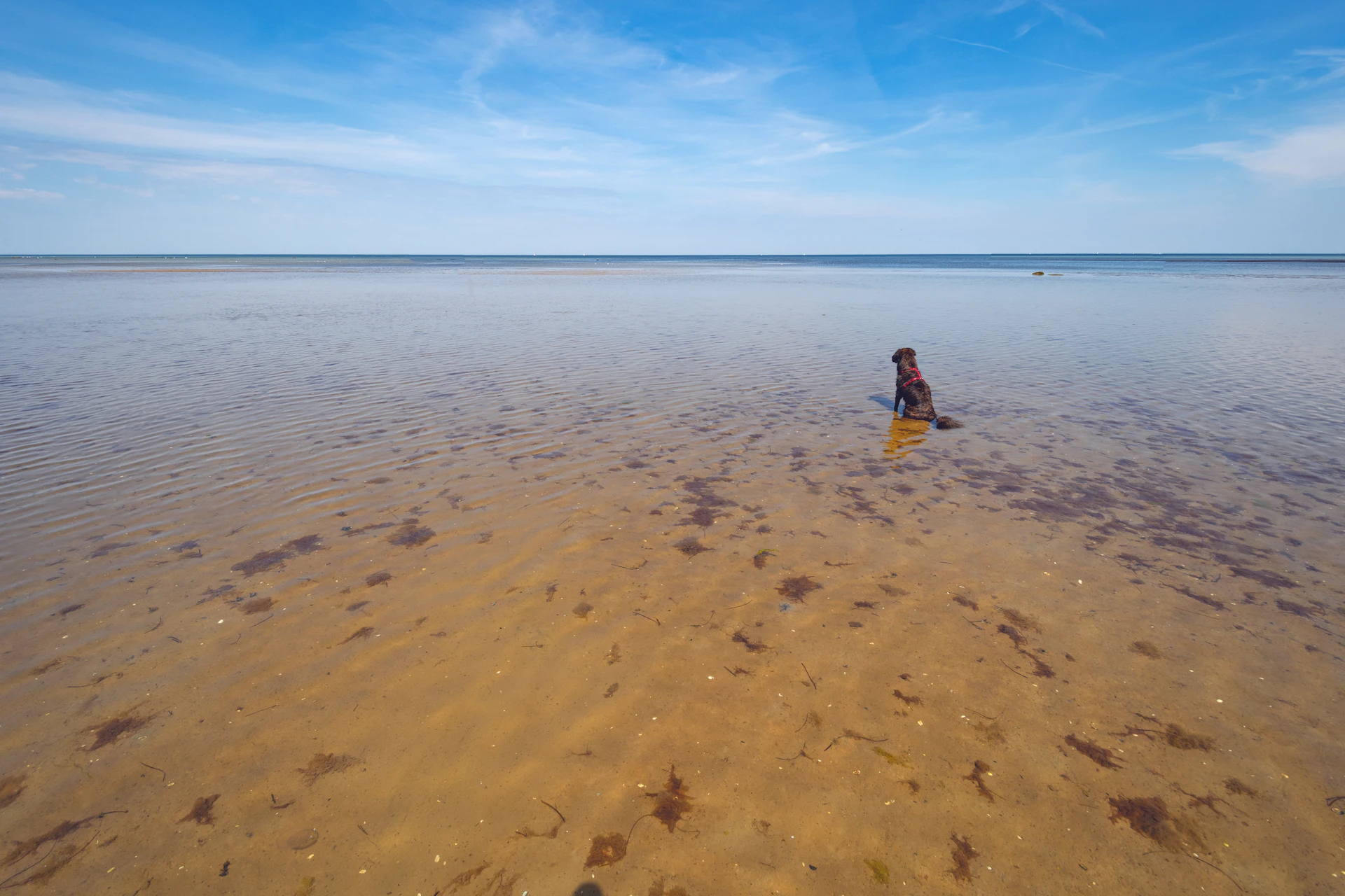 Hund sitzt im flachen Wasser an einem Ostseestrand