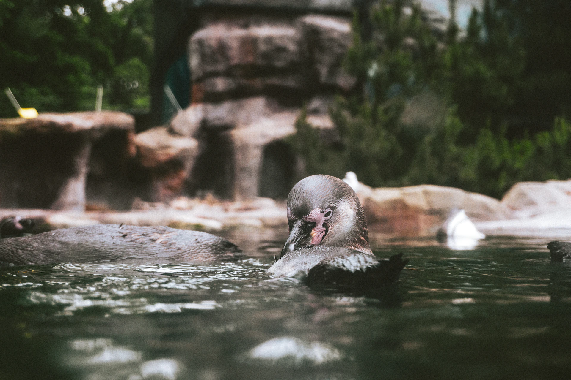 Schwimmender Pinguin im Wasser